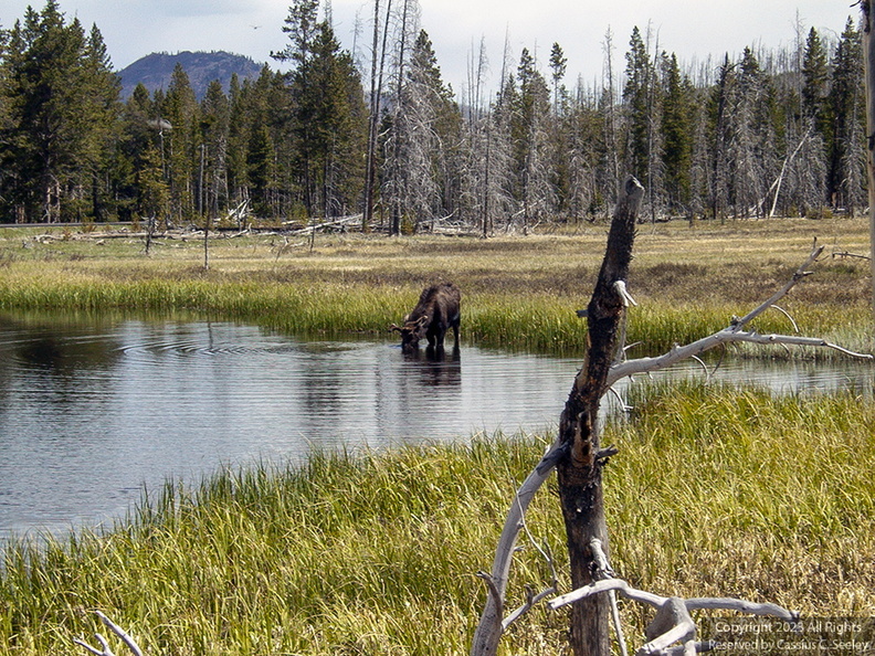 CRW_0221-Moose-At-Yellowstone.jpg